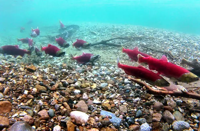 Red spawning Sockeye Salmon Photo by: D. Young, Lake Clark National Park &amp; Preserve https://creativecommons.org/licenses/by/2.0/ 