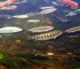 Chinook Salmon Are Endangered And Threatened Photo By: Dan Cox, U.s. Fish And Wildlife Service Headquarters Https://Creativecommons.org/Licenses/By/2.0/ 