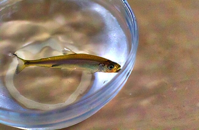 Delta Smelt Photo by: Steve Martarano, Pacific Southwest Region USFWS https://creativecommons.org/licenses/by/2.0/ 