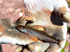 Non-native Rainbow SmeltPhoto by: Mara Koenig, USFWS Midwest Regionhttps://creativecommons.org/licenses/by/2.0/