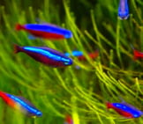 A School Of Neon Tetras Photo By: Leino Olé Https://Creativecommons.org/Licenses/By/2.0/ 