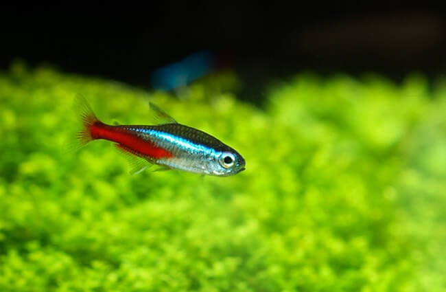 Neon Tetra Photo by: Aquathusiast, www.aquathusiast.com https://creativecommons.org/licenses/by/2.0/