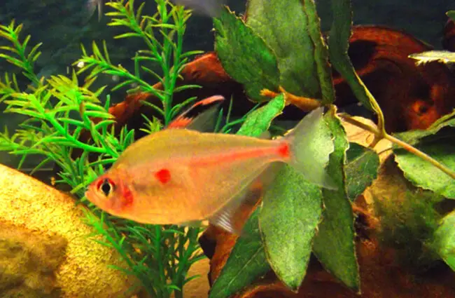 Bleeding Heart Tetra Photo by: Beckie https://creativecommons.org/licenses/by/2.0/ 