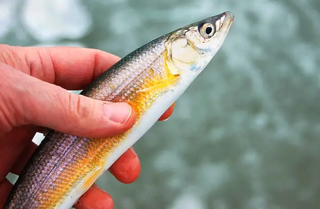 Whitefish - Description, Habitat, Image, Diet, and Interesting Facts