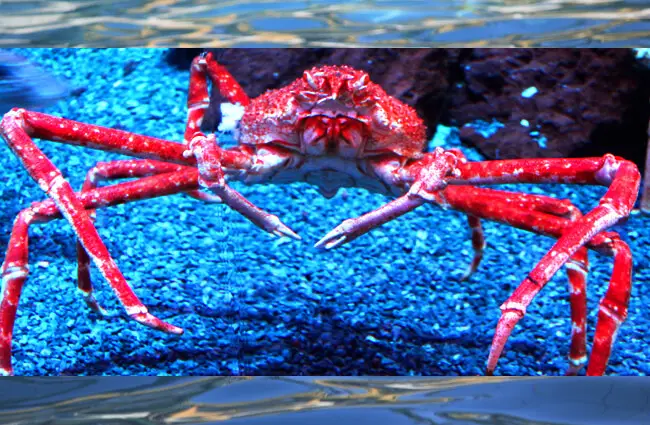 Japanese Spider Crab Photo by: Anthony https://creativecommons.org/licenses/by/2.0/ 