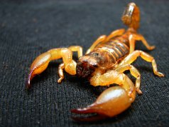 Many Scorpions are venomousPhoto by: Matt Reinboldhttps://creativecommons.org/licenses/by/2.0/