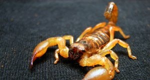 Many Scorpions are venomousPhoto by: Matt Reinboldhttps://creativecommons.org/licenses/by/2.0/