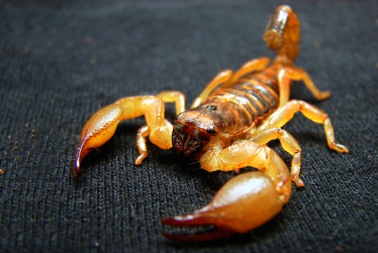 Many Scorpions are venomousPhoto by: Matt Reinboldhttps://creativecommons.org/licenses/by/2.0/