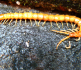 A Large Yellow Centipede Crossing A Rock Photo By: Cary Bass-Deschenes Https://Creativecommons.org/Licenses/By/2.0/ 
