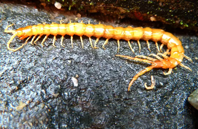 A large Yellow Centipede crossing a rock Photo by: Cary Bass-Deschenes https://creativecommons.org/licenses/by/2.0/ 