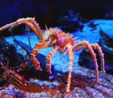 King Crab Photo By: Karen Https://Creativecommons.org/Licenses/By/2.0/ 