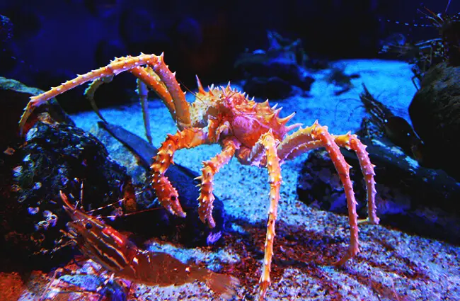 King Crab Photo by: Karen https://creativecommons.org/licenses/by/2.0/ 