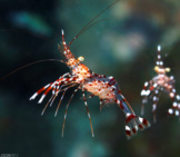 Cave Cleaner Shrimps Photo By: Christian Gloor Https://Creativecommons.org/Licenses/By/2.0/ 