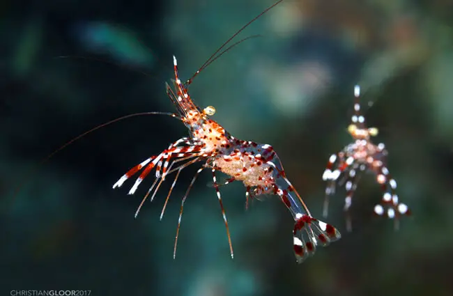 Cave Cleaner Shrimps Photo by: Christian Gloor https://creativecommons.org/licenses/by/2.0/ 