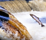 Atlantic Salmon Heading Up River Photo By: Herdiephoto Https://Creativecommons.org/Licenses/By/2.0/ 