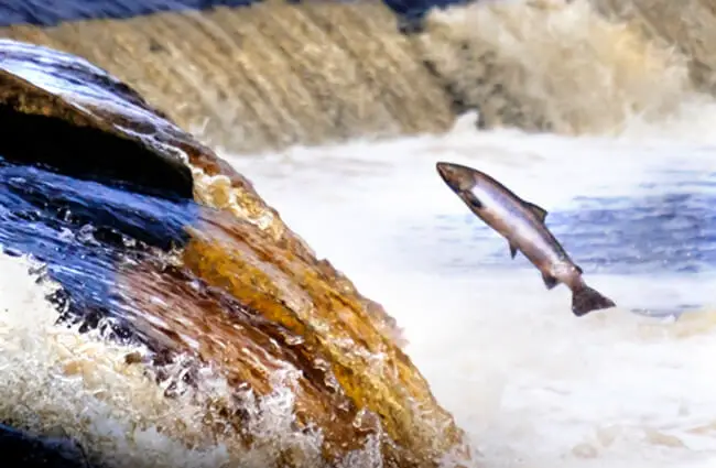 Atlantic Salmon heading up river Photo by: herdiephoto https://creativecommons.org/licenses/by/2.0/ 