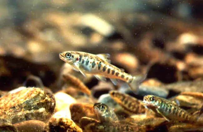 An Atlantic Salmon yearling parr Photo by: Peter E. Steenstra, USFWS Endangered Species https://creativecommons.org/licenses/by/2.0/ 