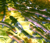 Adult Atlantic Salmon, Artificial Spawning Photo By: Peter Steenstra, U.s. Fish And Wildlife Service Northeast Region [Public Domain]