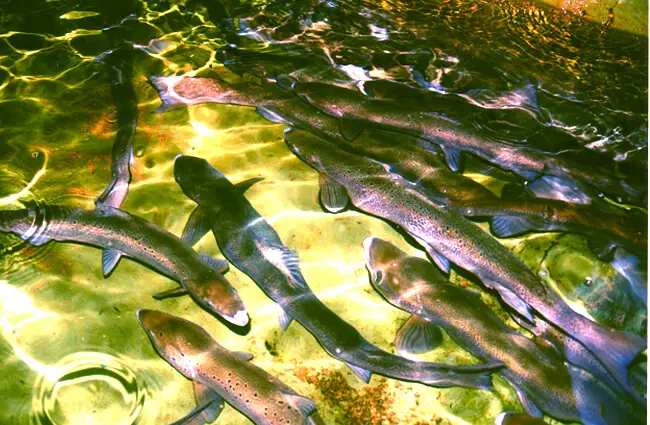 Adult Atlantic Salmon, artificial spawning Photo by: Peter Steenstra, U.S. Fish and Wildlife Service Northeast Region [Public Domain]