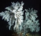 Christmas Tree Coral Is Considered A Black Coral Speciesphoto By: Mark Amend, Noaa Photo Libraryhttps://Creativecommons.org/Licenses/By/2.0/