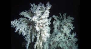 Christmas Tree Coral is considered a Black Coral speciesPhoto by: Mark Amend, NOAA Photo Libraryhttps://creativecommons.org/licenses/by/2.0/