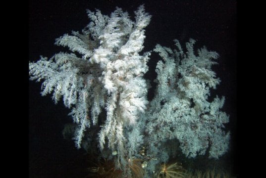Christmas Tree Coral is considered a Black Coral speciesPhoto by: Mark Amend, NOAA Photo Libraryhttps://creativecommons.org/licenses/by/2.0/