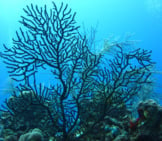 Black Coral Photo By: Mironcaro Https://Creativecommons.org/Licenses/By/2.0/ 