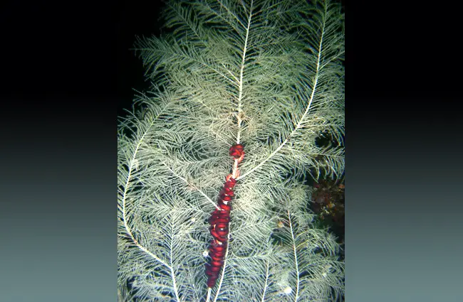 Black Coral with a red sea star wrapped up its middle Photo by: Matchkick at English Wikipedia CC BY-SA https://creativecommons.org/licenses/by-sa/3.0 
