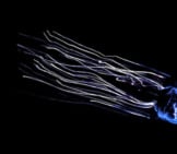 A Beautiful Box Jellyfish In Dark Waters Photo By: (C) Pescar Www.fotosearch.com