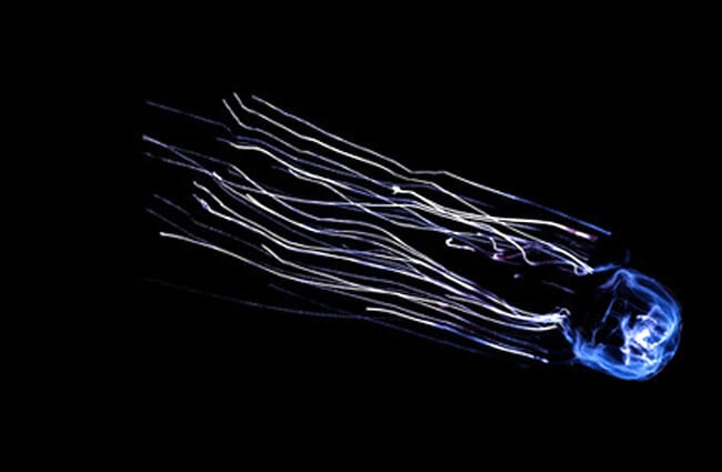 A beautiful Box Jellyfish in dark waters Photo by: (c) pescar www.fotosearch.com