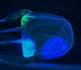 Box Jellyfish In The Lights Of An Aquariumphoto By: (C) Lienkie Www.fotosearch.com