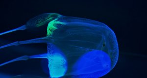 Box Jellyfish in the lights of an aquariumPhoto by: (c) lienkie www.fotosearch.com