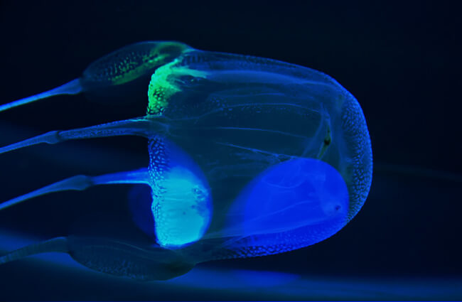 Box Jellyfish in the lights of an aquariumPhoto by: (c) lienkie www.fotosearch.com