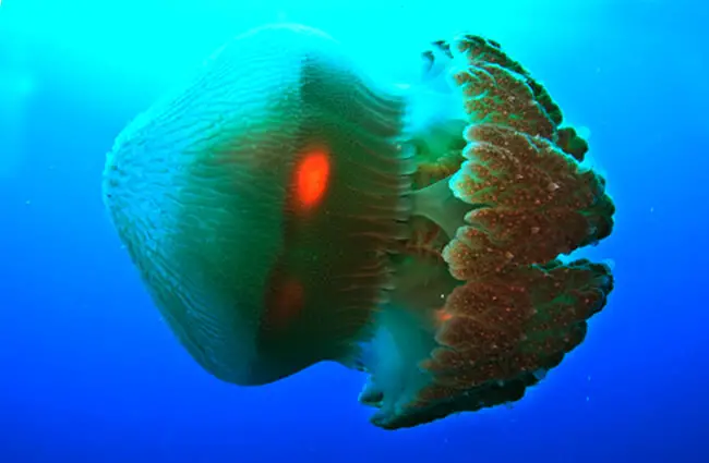 Box Jellyfish, photographed at the Great Barrier Reef, Australia Photo by: (c) StrangerView www.fotosearch.com