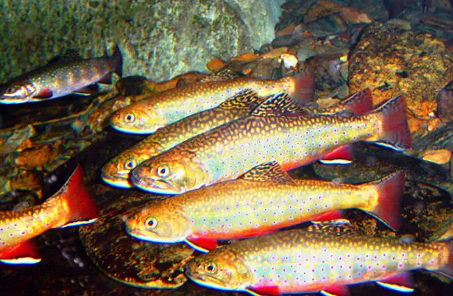 Brook Trout thrive in cold water Photo by: U.S. Fish and Wildlife Service Southeast Region https://creativecommons.org/licenses/by/2.0/ 