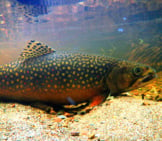Brook Trout During A Fish Survey At Isle Royale National Park Photo By: Usfws Midwest Region Https://Creativecommons.org/Licenses/By/2.0/