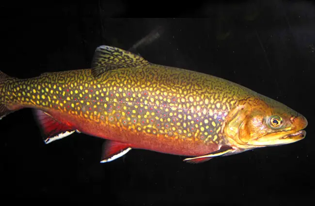 Coaster Brook Trout Photo by: James St. John https://creativecommons.org/licenses/by/2.0/ 
