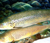 A Pair Of Brown Trout On The Rocky River Bottom Photo By: Robert Pos Https://Creativecommons.org/Licenses/By/2.0/ 