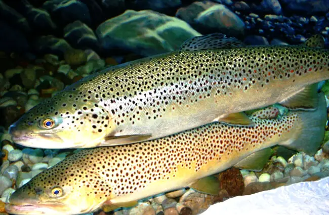 A pair of Brown Trout on the rocky river bottom Photo by: Robert Pos https://creativecommons.org/licenses/by/2.0/ 