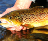 Brown Trout Being Tagged And Released Photo By: Usfws Mountain-Prairie [Public Domain] Https://Creativecommons.org/Licenses/By/2.0/ 