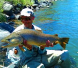 32-Inch Brown Trout Caught In The Truckee River, Nevadaphoto By: Chad Mellison, U.s. Department Of The Interiorhttps://Creativecommons.org/Licenses/By/2.0/
