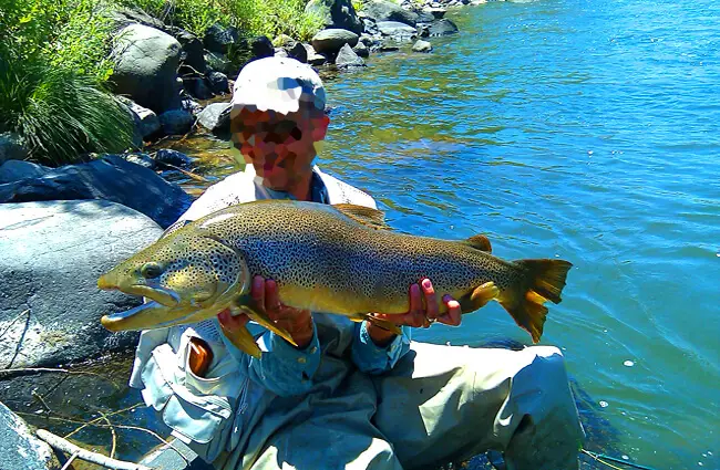 32-inch Brown Trout caught in the Truckee River, NevadaPhoto by: Chad Mellison, U.S. Department of the Interiorhttps://creativecommons.org/licenses/by/2.0/