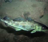 Wild Atlantic Cod Photo By: Peter Https://Creativecommons.org/Licenses/By/2.0/
