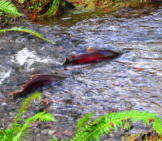 Coho Salmon Making Its Way Upstream To Spawn Photo By: Oregon Department Of Forestry Https://Creativecommons.org/Licenses/By/2.0/ 