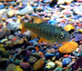 Juvenile Coho Salmo Photo By: California Sea Grant Https://Creativecommons.org/Licenses/By/2.0/ 