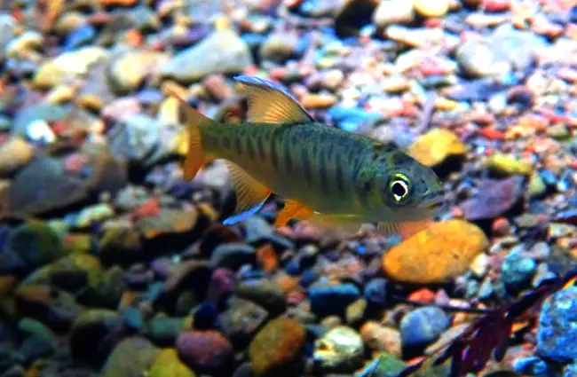 juvenile Coho Salmo Photo by: California Sea Grant https://creativecommons.org/licenses/by/2.0/ 