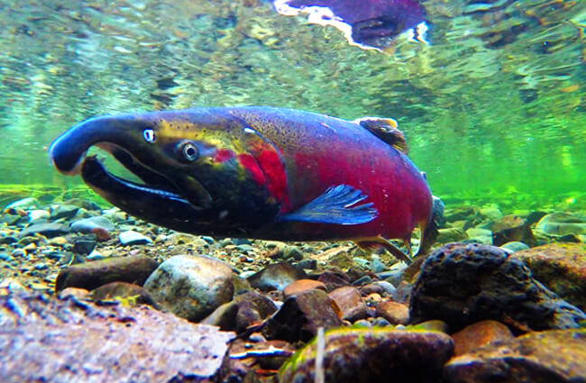 Coho Spawning on the Salmon River Photo by: Bureau of Land Management Oregon and Washington https://creativecommons.org/licenses/by/2.0/ 