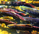 Coho Salmon In Crowd Going Up River To Spawn Photo By: (C) Billperry Www.fotosearch.com