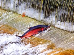Chinook Coho Salmon Jumping upstreamPhoto by: (c) billperry www.fotosearch.com
