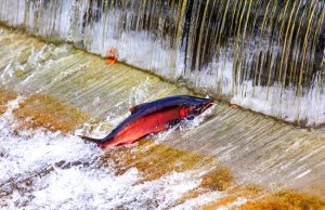 Chinook Coho Salmon Jumping upstreamPhoto by: (c) billperry www.fotosearch.com